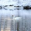 swanonice